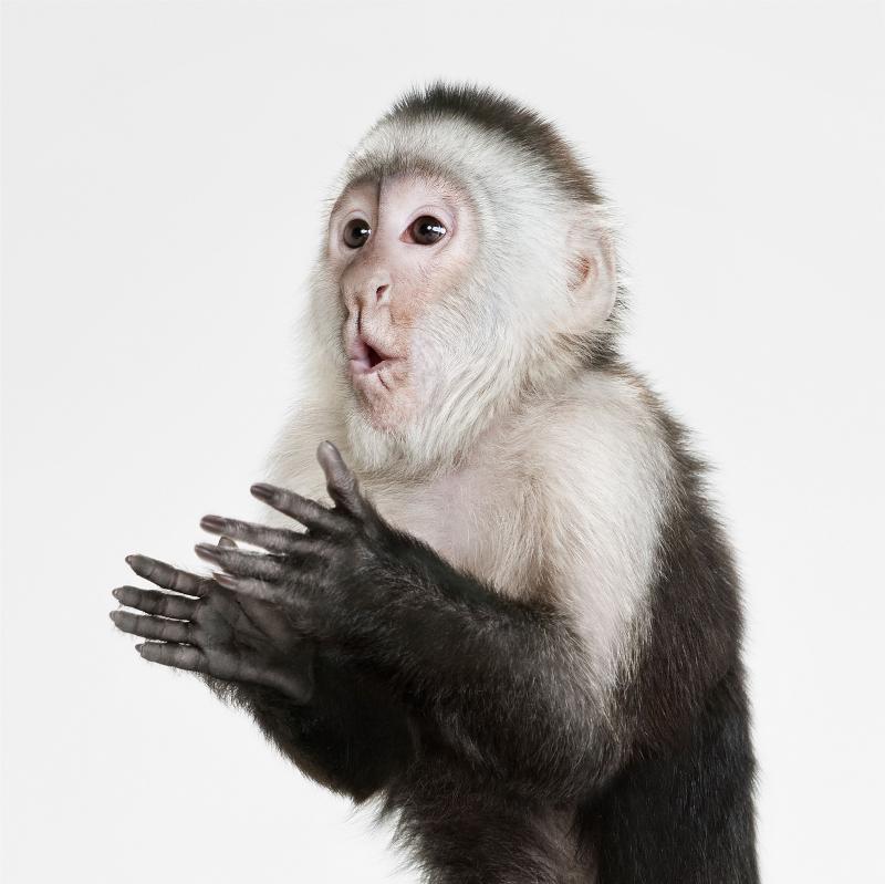 Randal Ford Capuchin Monkey Randal Ford