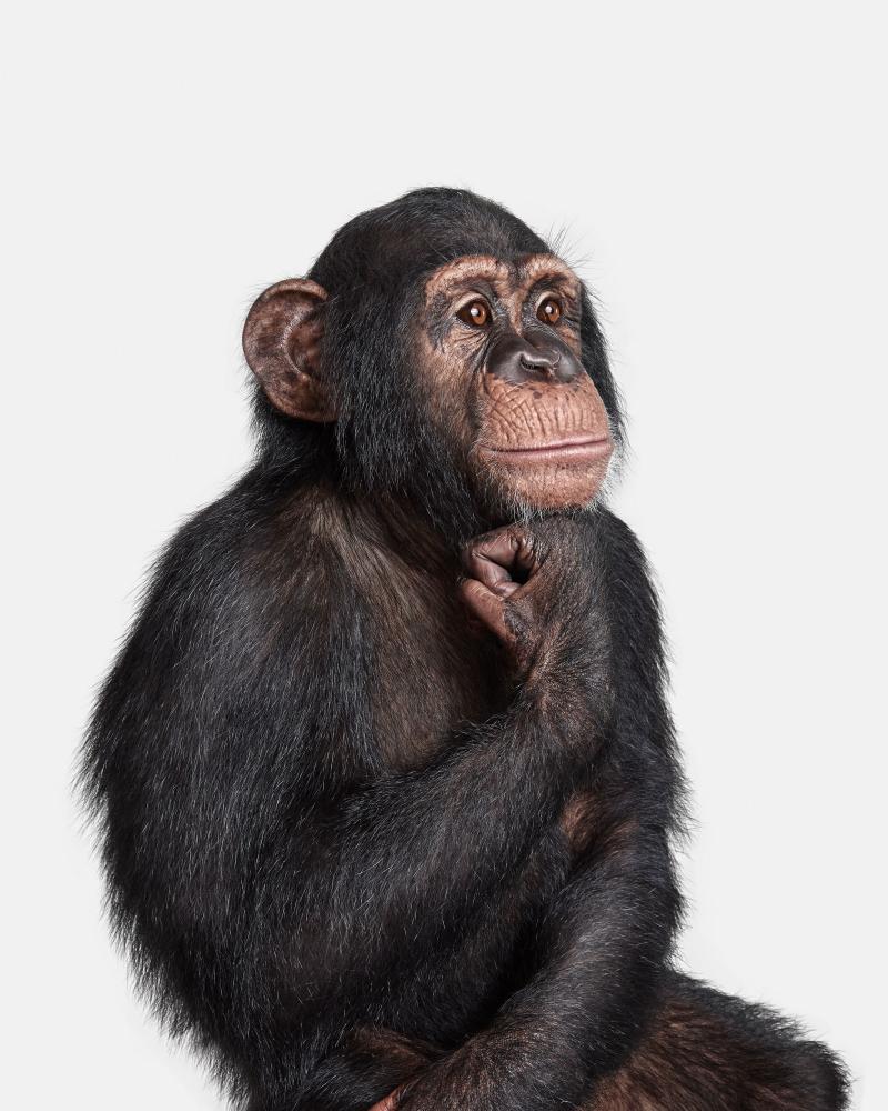 Randal Ford Chimpanzee No 1 Randal Ford
