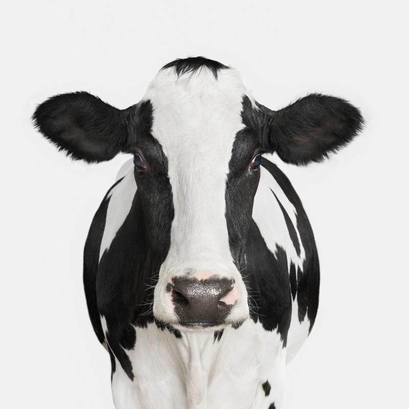 Randal Ford Dairy Cow No 1 Randal Ford
