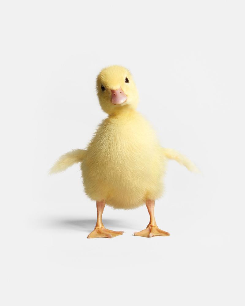 Randal Ford Duckling Portrait Randal Ford