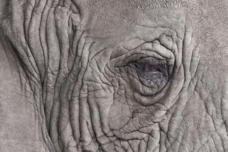 Randal Ford Elephant Close Up Randal Ford