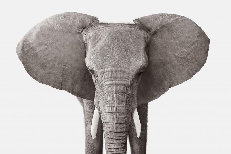 Randal Ford Elephant No 3 Randal Ford
