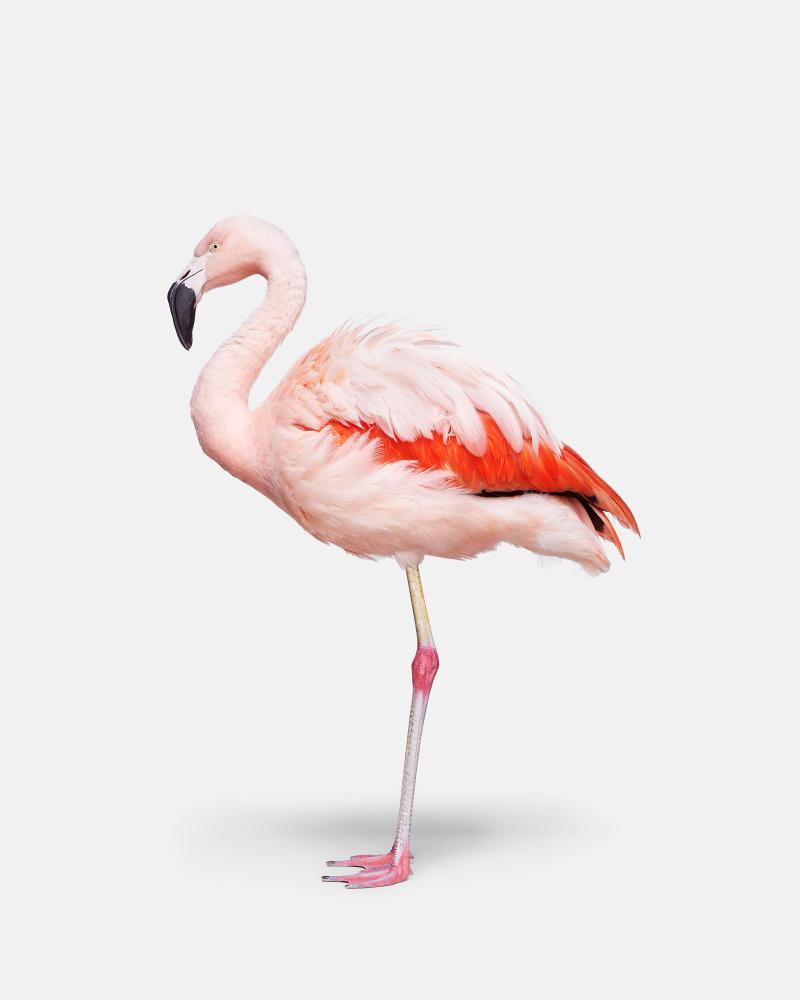 Randal Ford Flamingo No 2 Randal Ford
