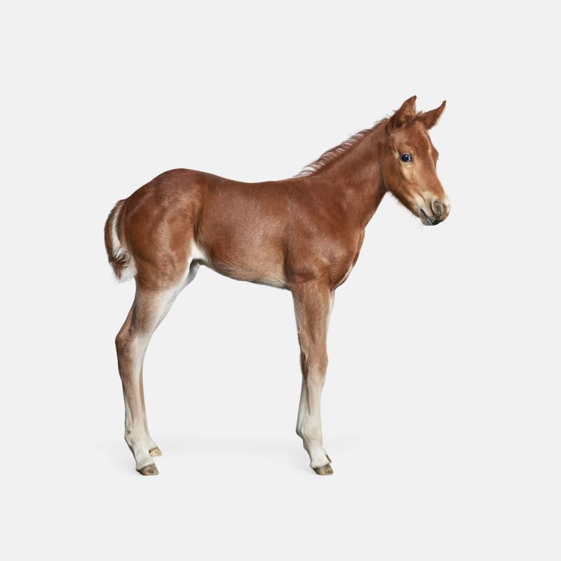 Randal Ford Foal No 1 Randal Ford
