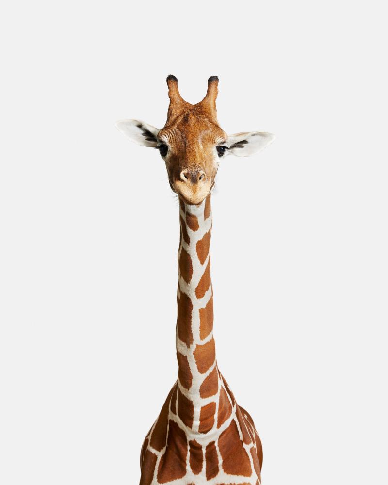 Randal Ford Giraffe No 2 Randal Ford