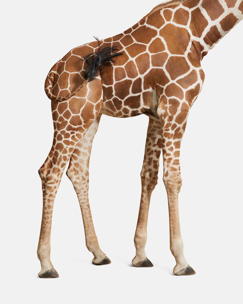 Randal Ford Giraffe No 3 Randal Ford