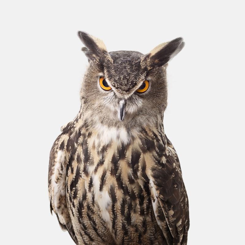 Randal Ford Great Horned Owl Randal Ford