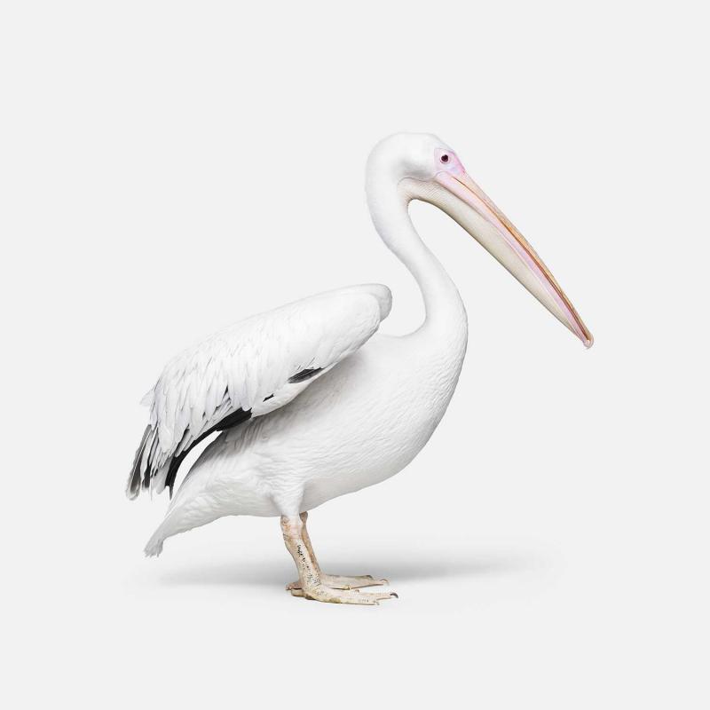 Randal Ford Great White Pelican No 1 Randal Ford