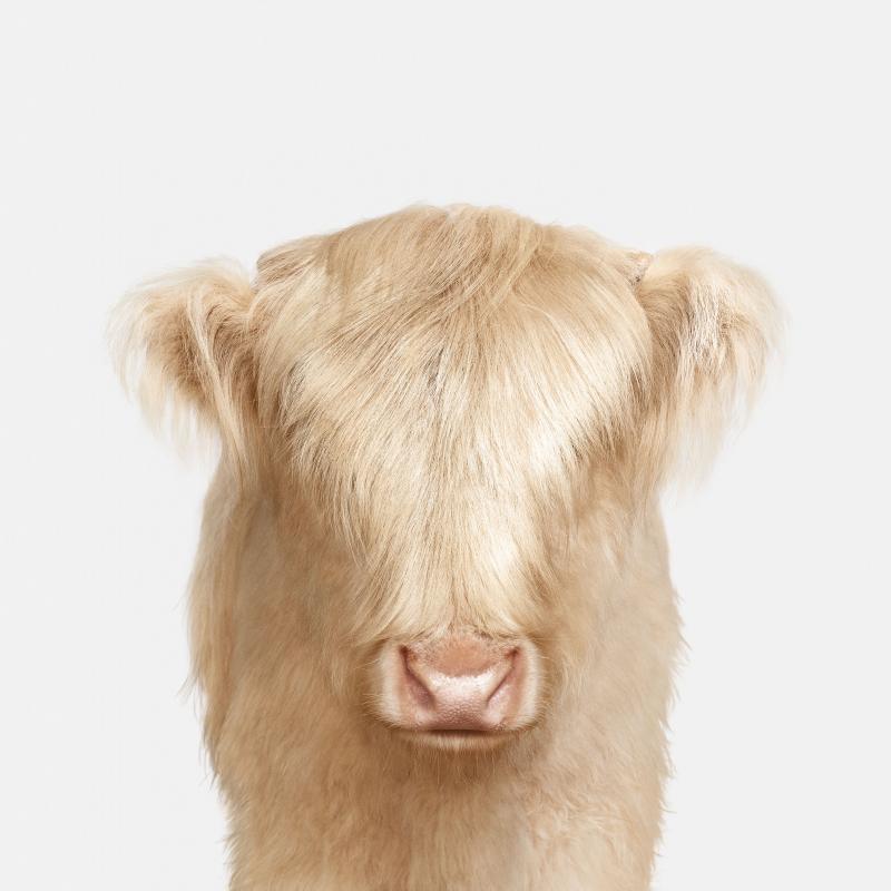 Randal Ford Highland Calf Baby Randal Ford