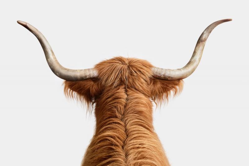 Randal Ford Highland Cow Horns Randal Ford