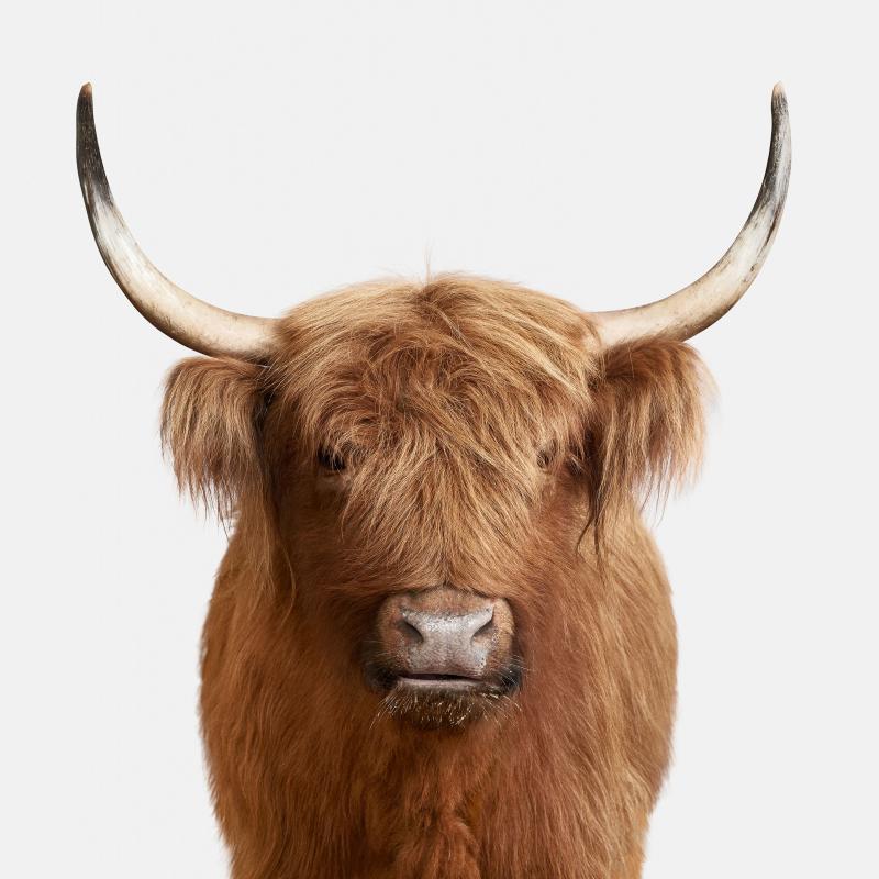 Randal Ford Highland Cow No 3 Randal Ford