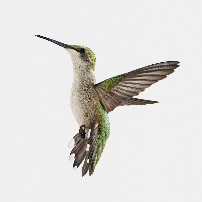 Randal Ford Hummingbird in Paris Randal Ford