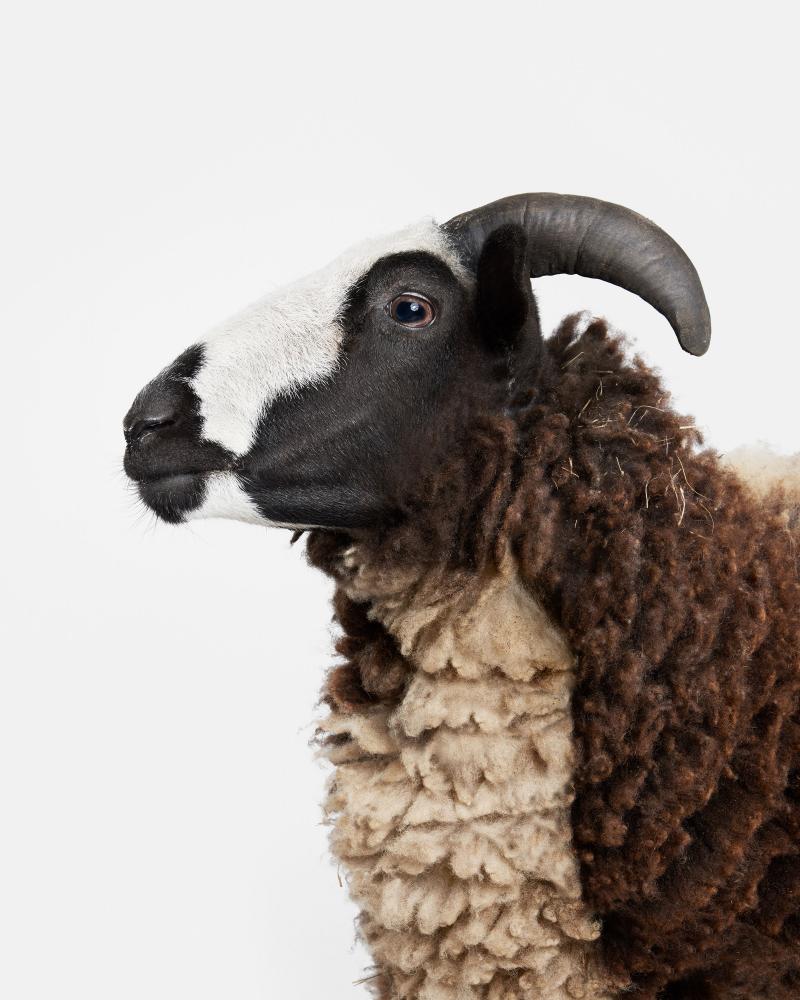 Randal Ford Jacob Sheep No 1 Randal Ford