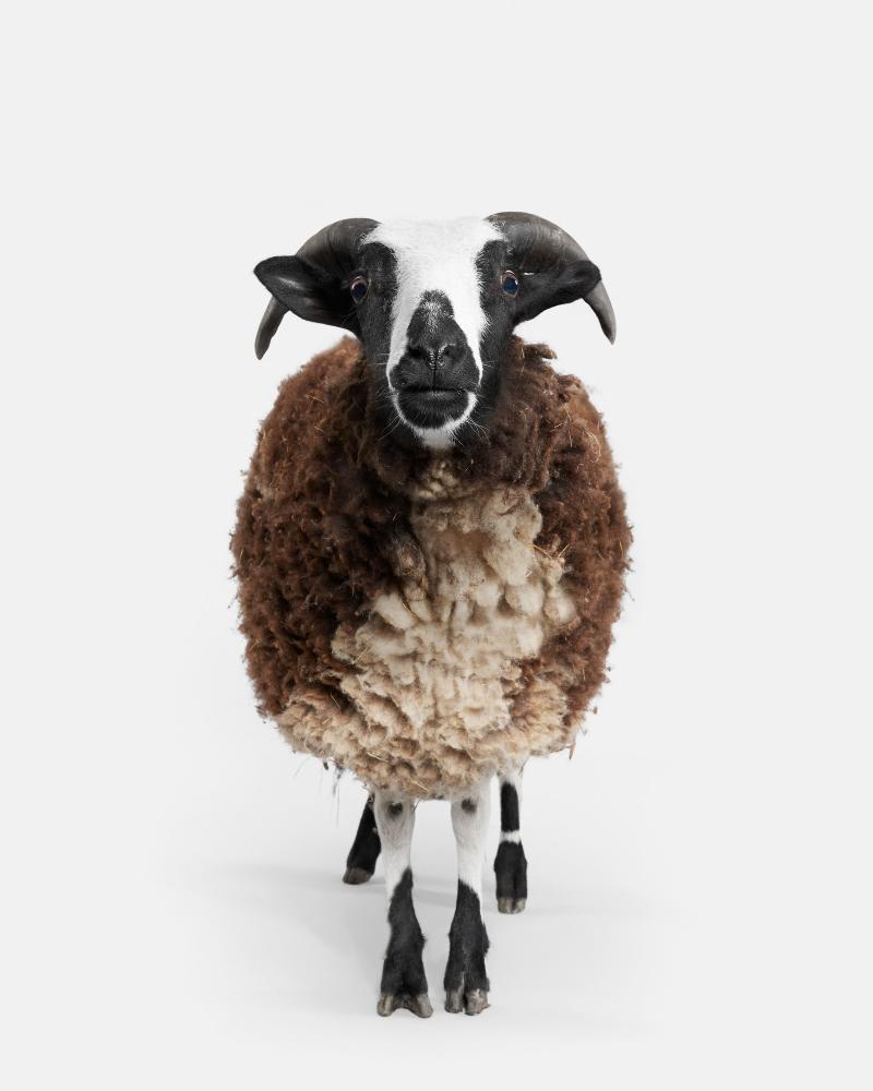 Randal Ford Jacob Sheep No 2 Randal Ford