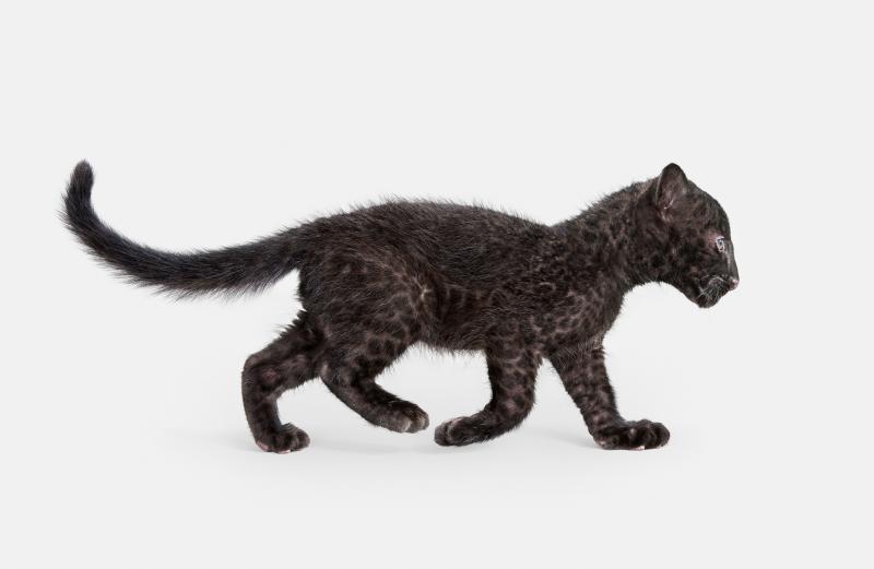 Randal Ford Leopard Cub Randal Ford