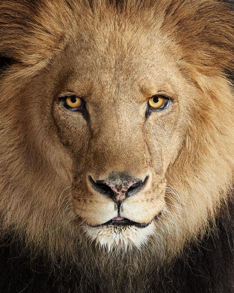 Randal Ford Lion No 1 Randal Ford