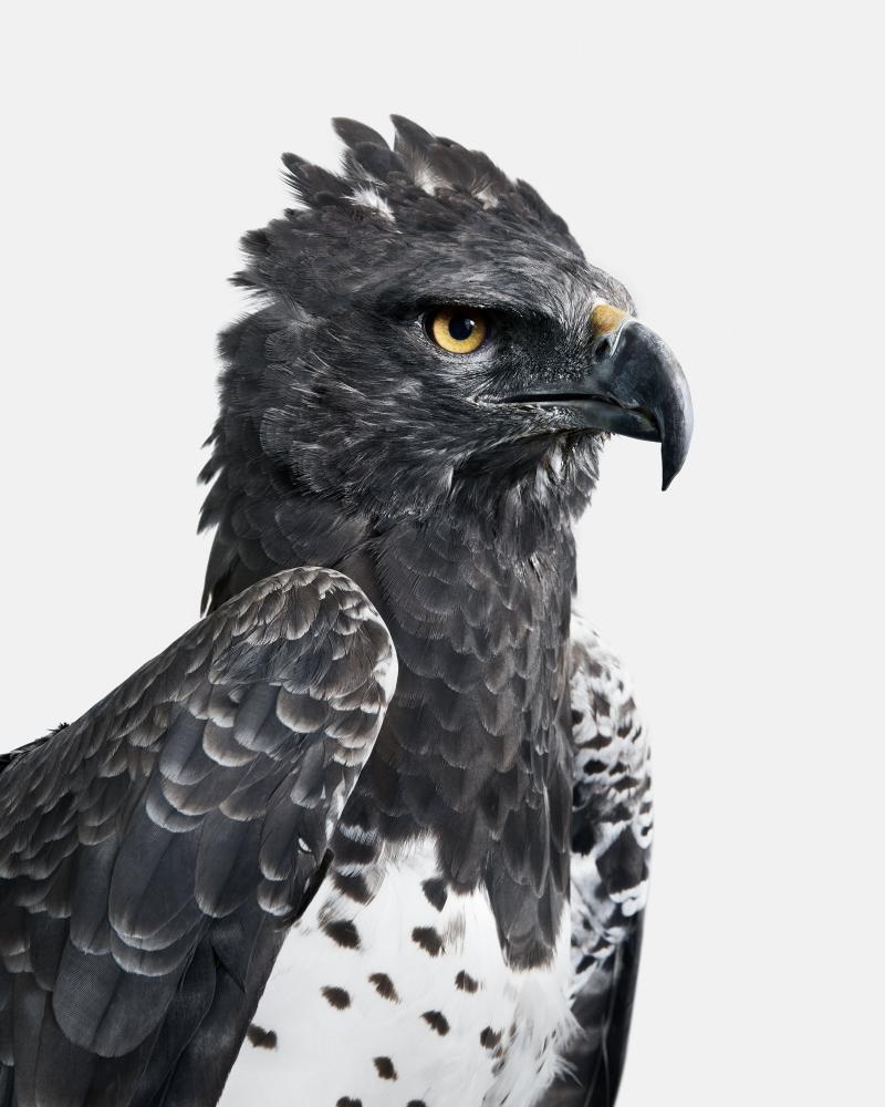 Randal Ford Martial Eagle Randal Ford