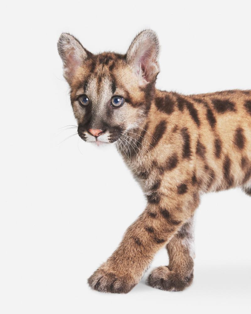 Randal Ford Mountain Lion Cub Randal Ford