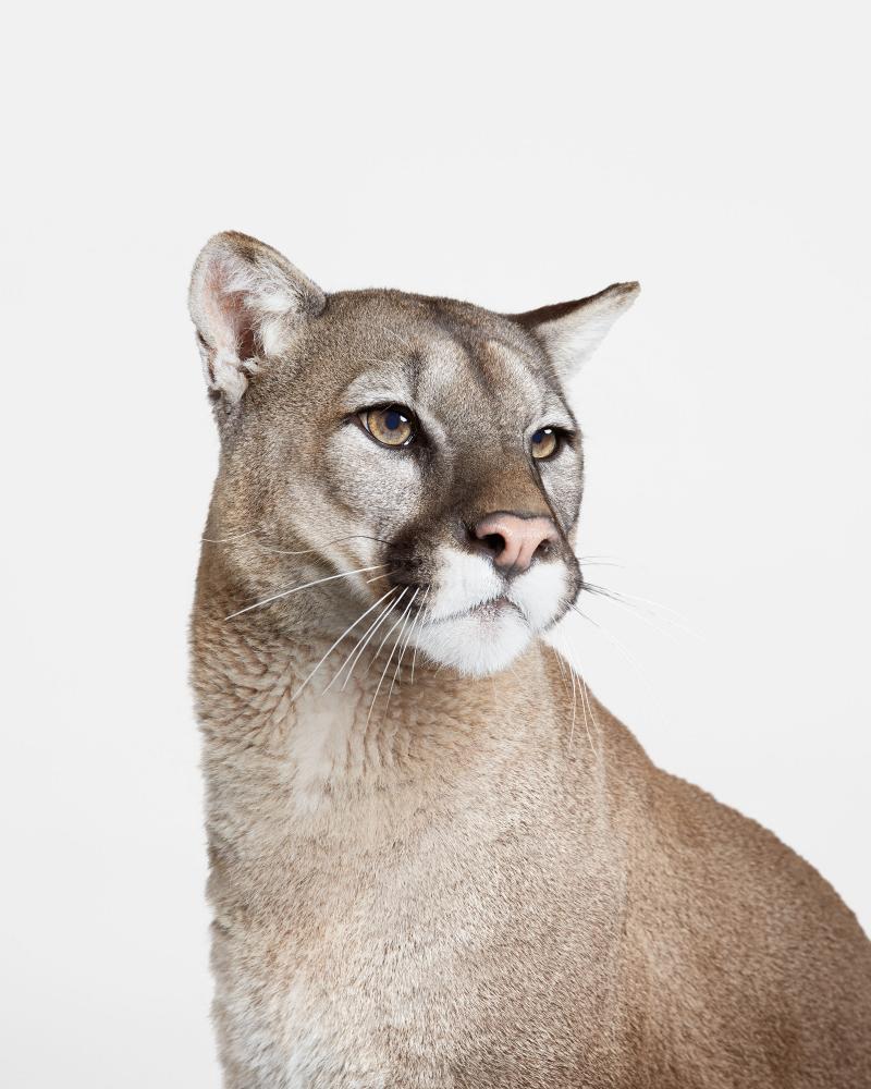 Randal Ford Mountain Lion No 2 Randal Ford