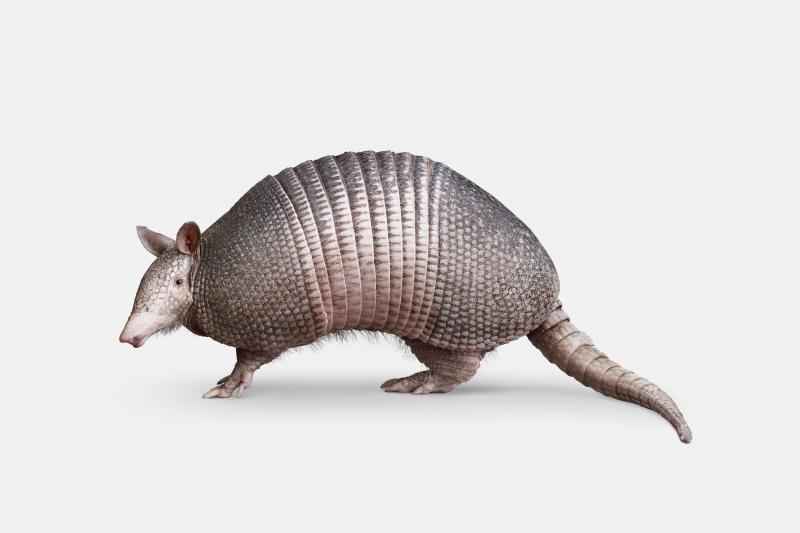 Randal Ford Nine Banded Armadillo Randal Ford