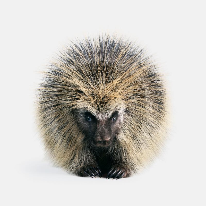 Randal Ford North American Porcupine Randal Ford