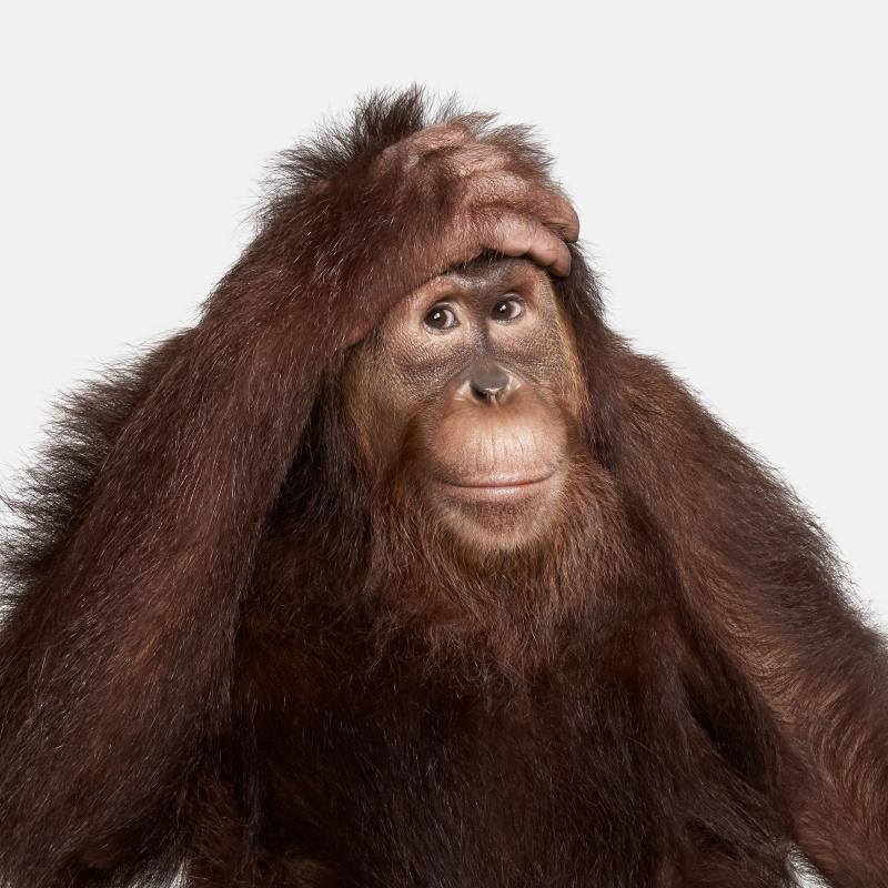 Randal Ford Orangutan No 1 Randal Ford