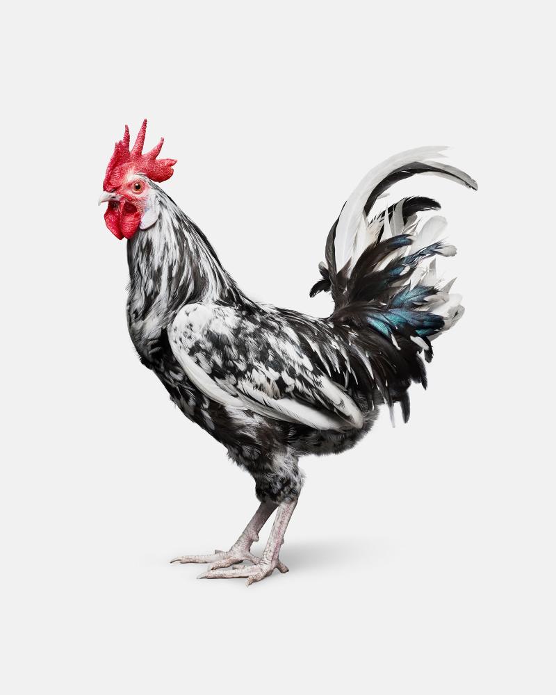 Randal Ford Orust Rooster No 1 Randal Ford