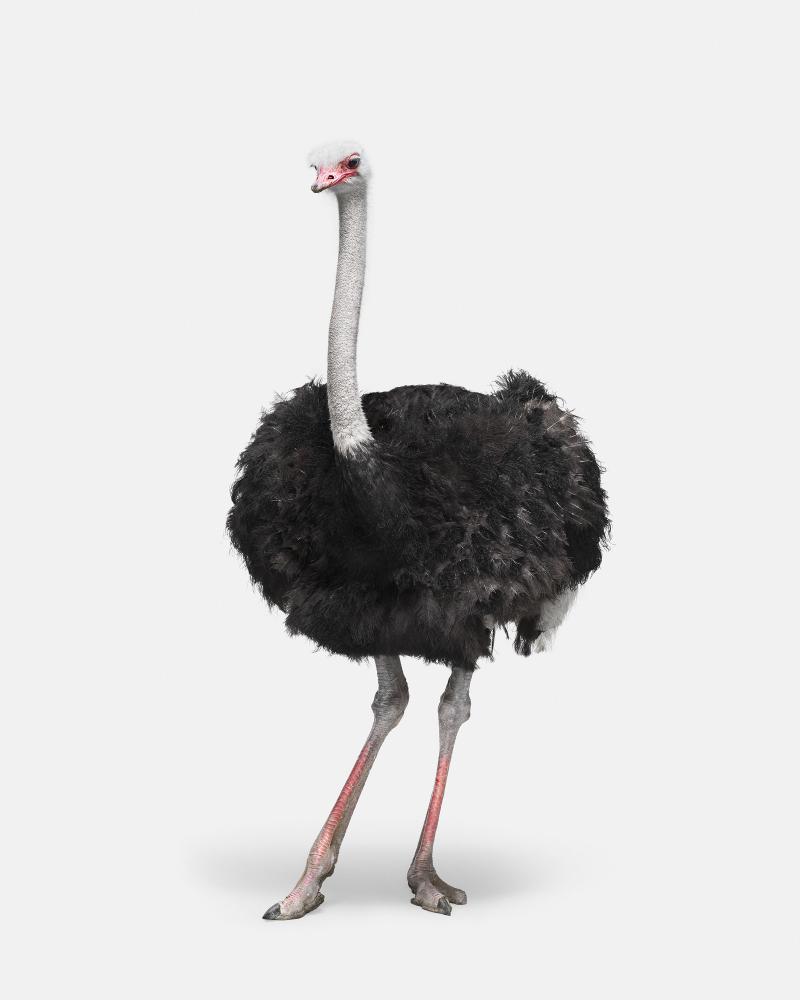 Randal Ford Ostrich No 1 Randal Ford