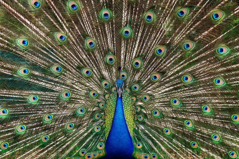 Randal Ford Peacock No 2 Randal Ford