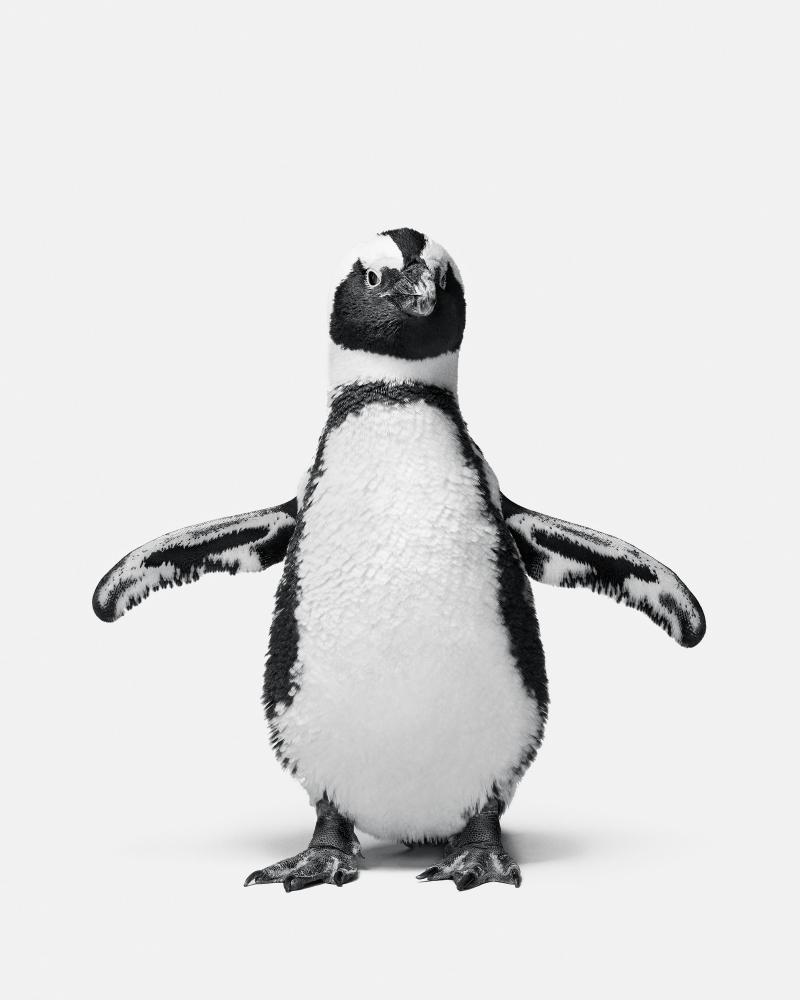 Randal Ford Penguin No 1 Randal Ford