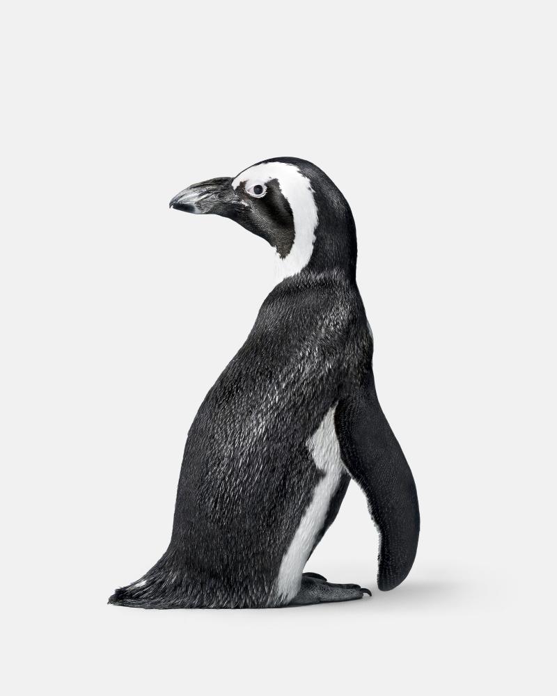 Randal Ford Penguin No 2 Randal Ford