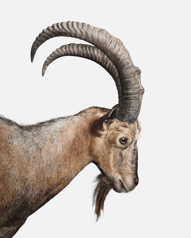Randal Ford Persian Ibex No 1 Randal Ford