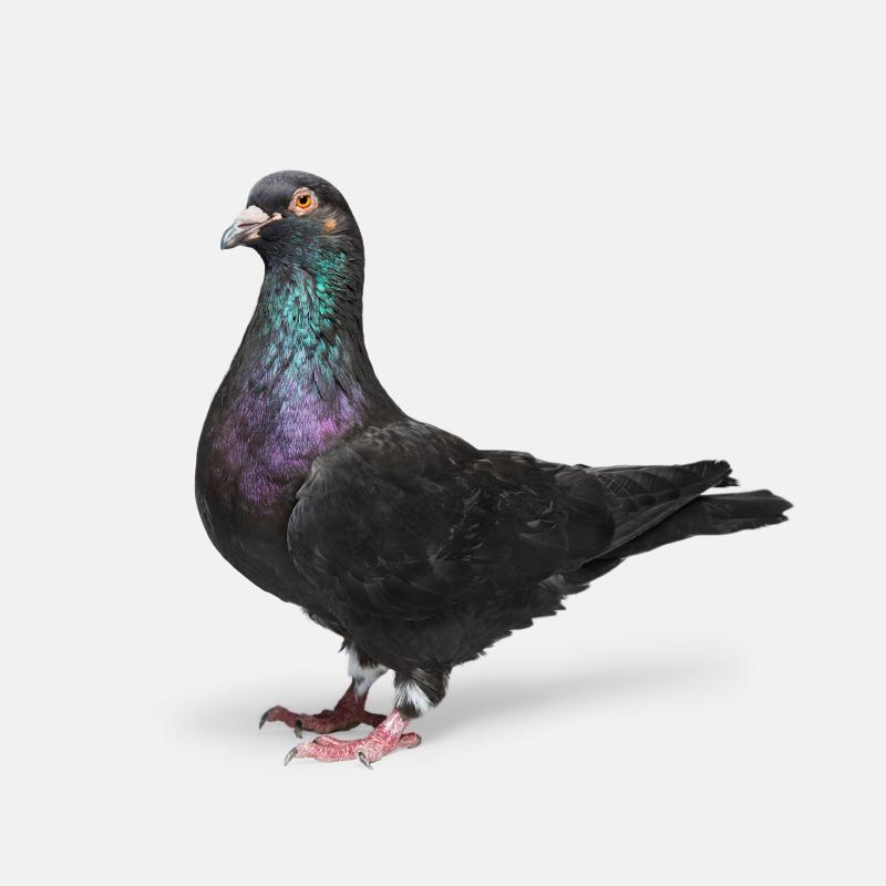 Randal Ford Pigeon No 3 Randal Ford