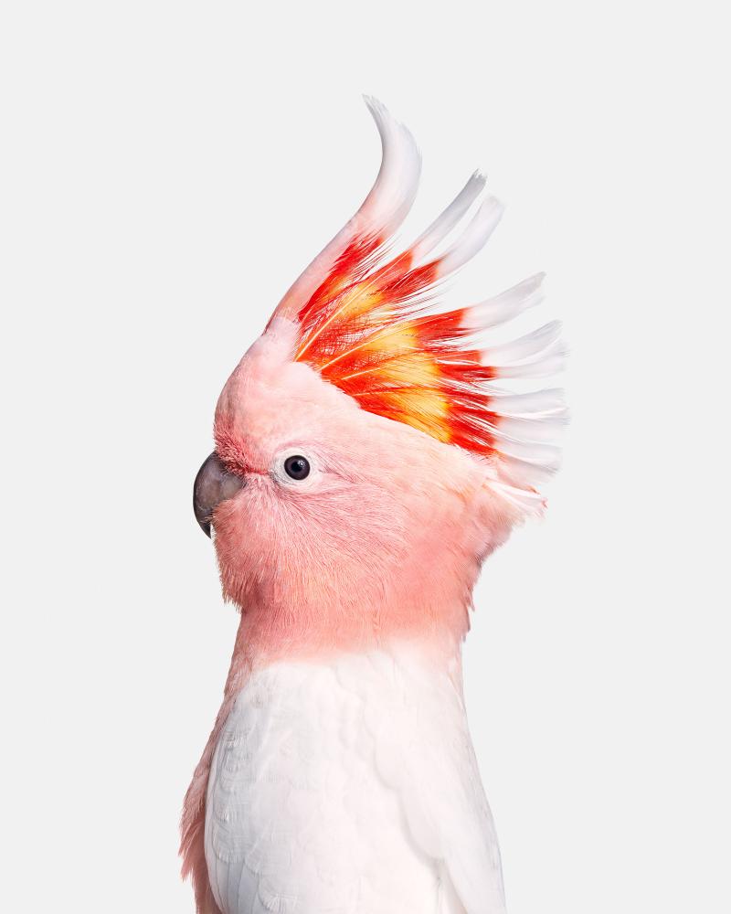 Randal Ford Pink Cockatoo Randal Ford