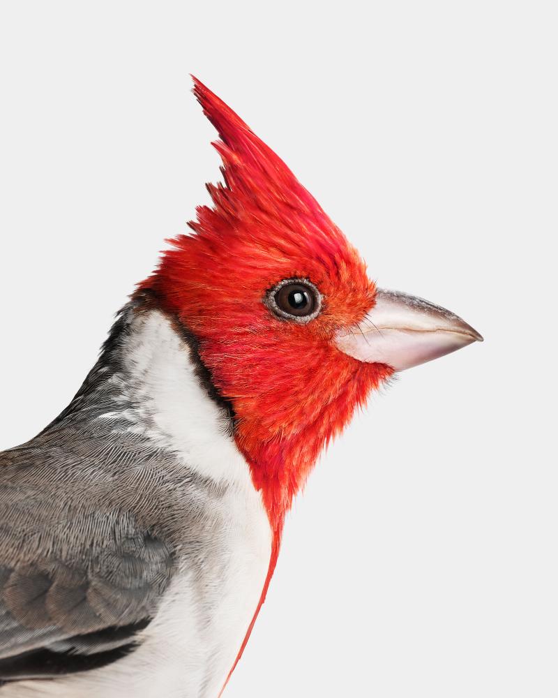 Randal Ford Red Crested Cardinal Randal Ford