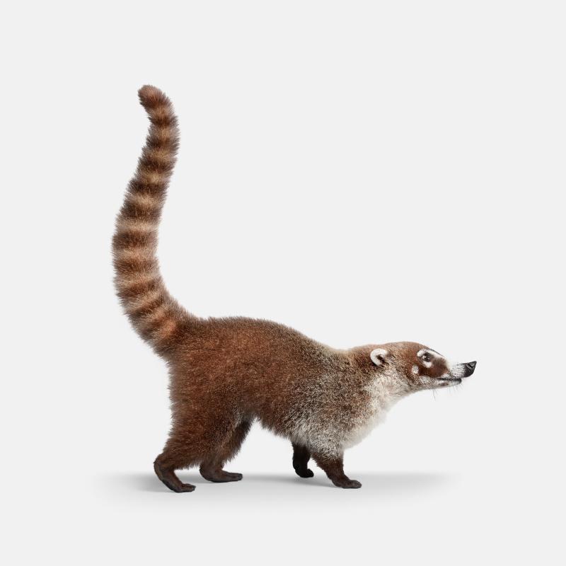 Randal Ford Ring Tailed Coati Randal Ford