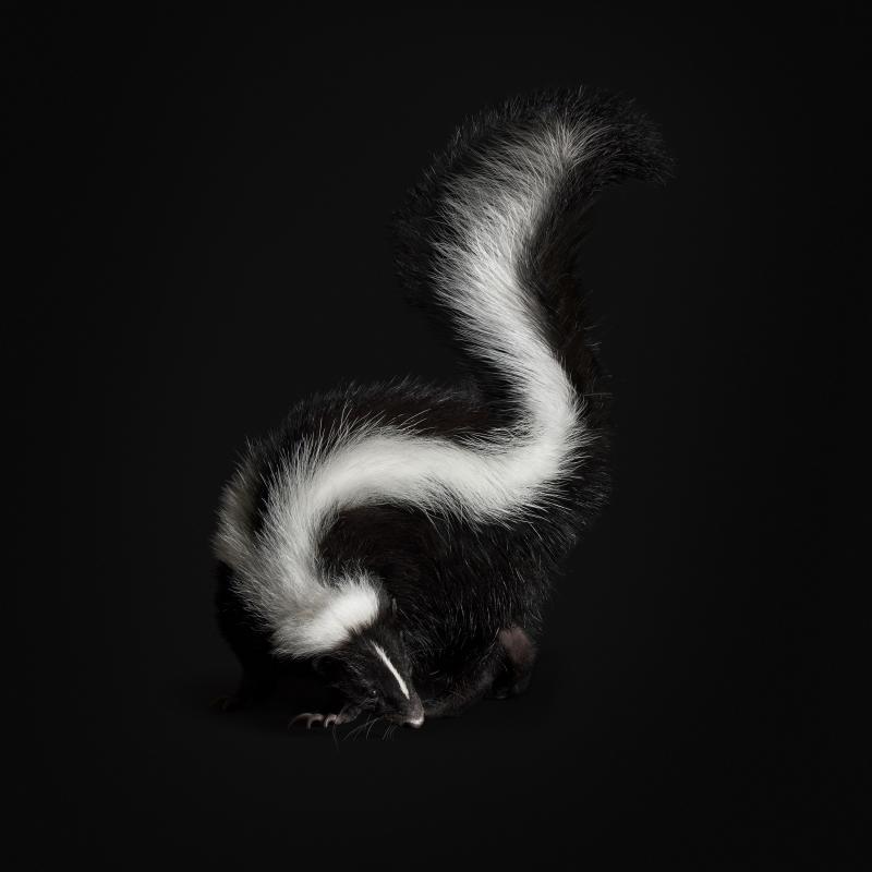 Randal Ford Skunk Black Collection Randal Ford