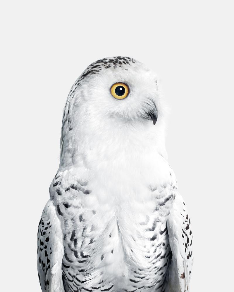 Randal Ford Snowy Owl No 1 Randal Ford