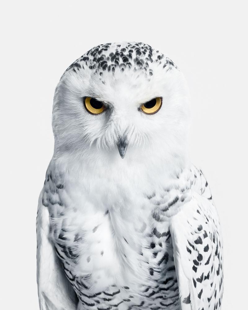 Randal Ford Snowy Owl No 3 Randal Ford
