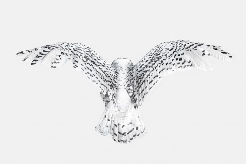 Randal Ford Snowy Owl Wings Randal Ford