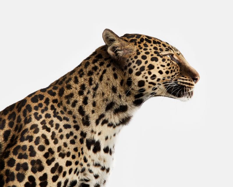 Randal Ford Spotted Leopard No 1 Randal Ford
