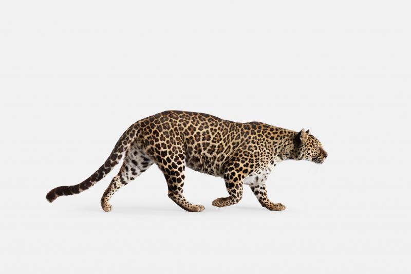 Randal Ford Spotted Leopard No 3 Randal Ford
