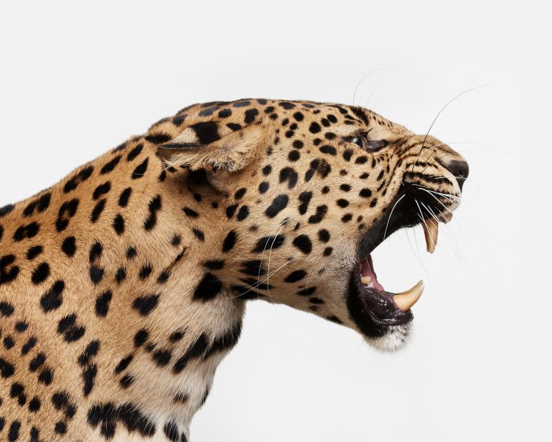 Randal Ford Spotted Leopard Snarl Randal Ford