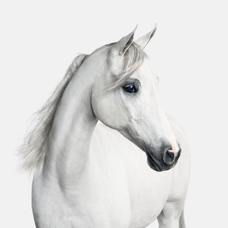 Randal Ford White Arabian Horse No 1 Randal Ford