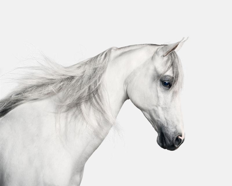 Randal Ford White Arabian Horse No 2 Randal Ford