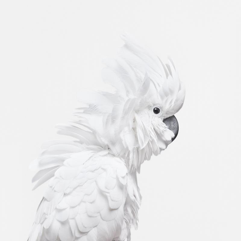 Randal Ford White Cockatoo Randal Ford