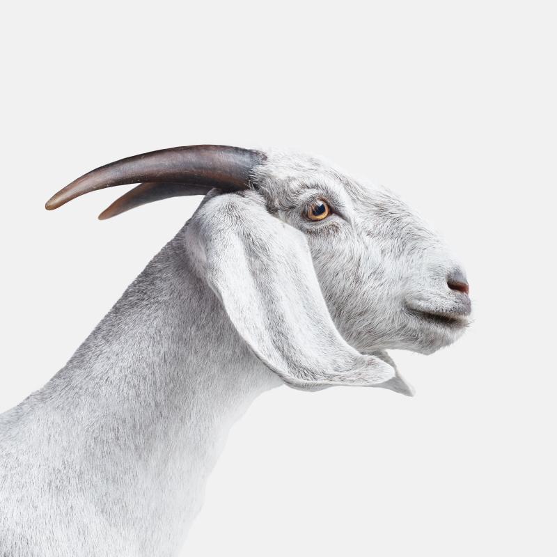 Randal Ford White Goat No 1 Randal Ford
