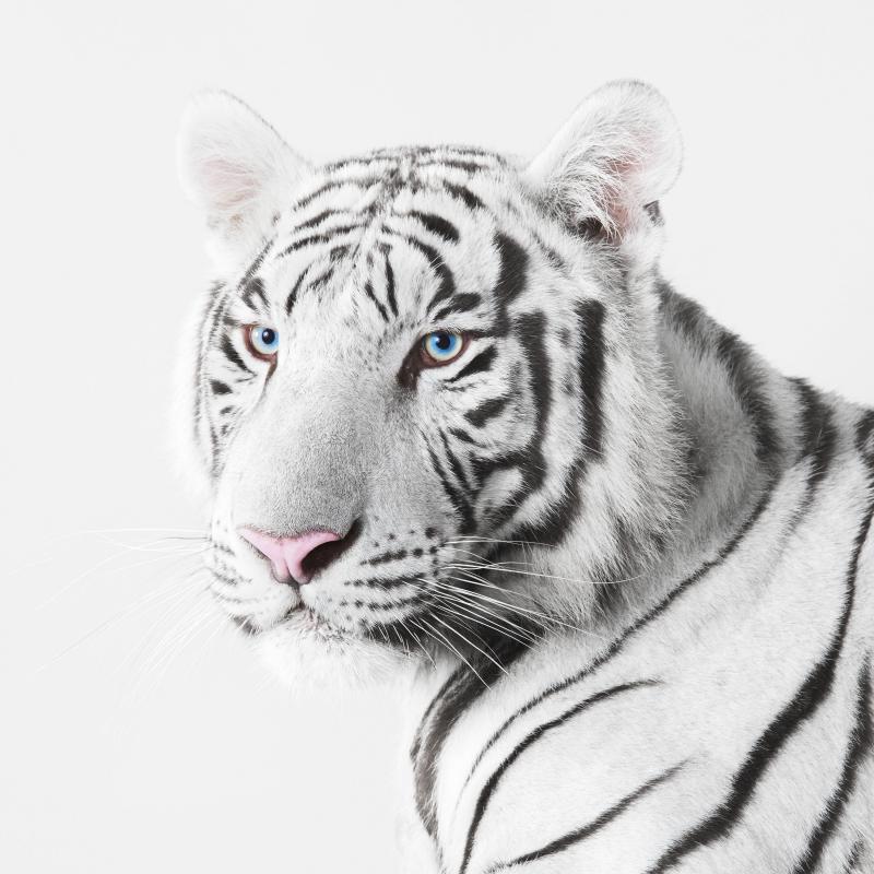 Randal Ford White Tiger Randal Ford