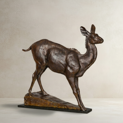 A Young African Kudu 2001 Dan Ostermiller
