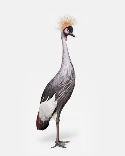 African Crane No 1 Randal Ford